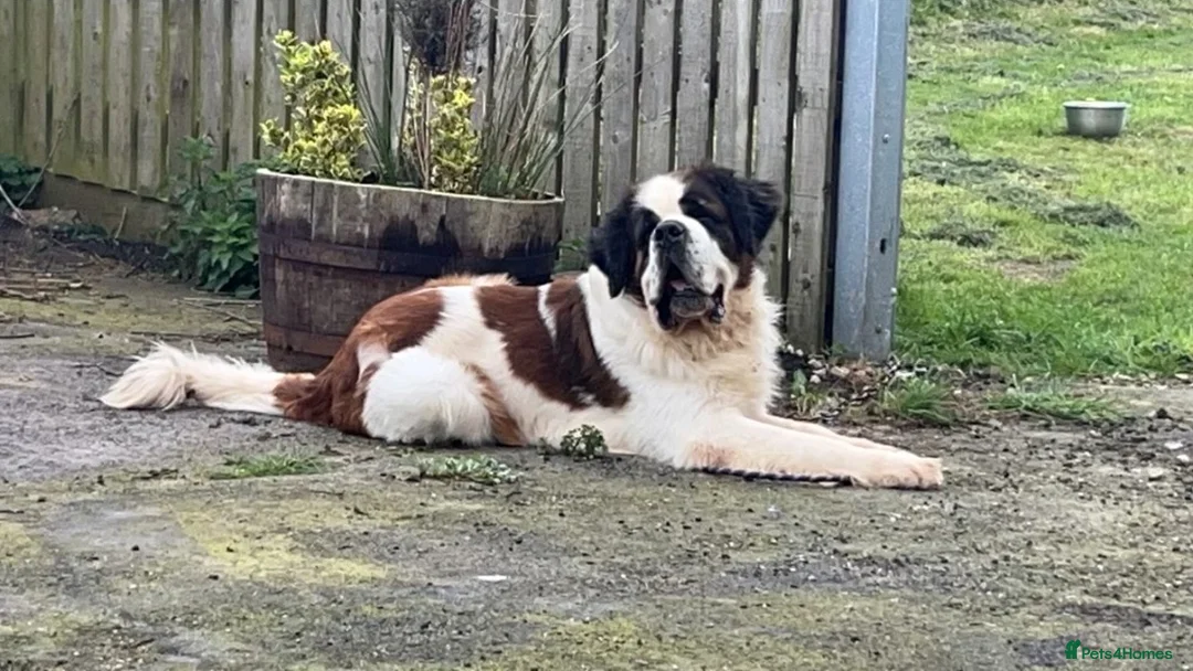 Saint Bernard dogs for stud: KC reg Big strong fluffy boy up for STUD (PROVEN) in Uttoxeter - Advert 1