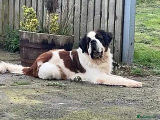 Saint Bernard dogs KC reg Big strong fluffy boy up for STUD (PROVEN) in Uttoxeter - Advert 1