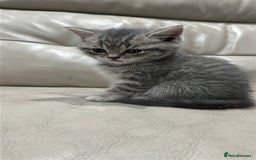 British Shorthair cats for sale: British Shorthair Kittens - Image 15
