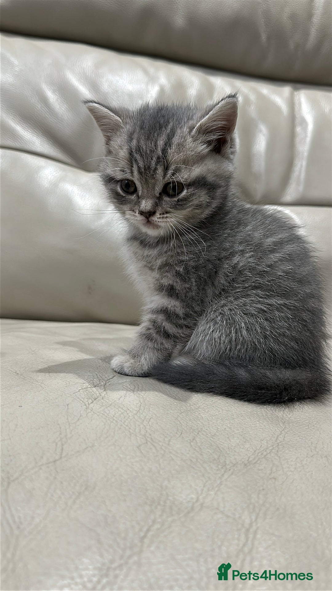 British Shorthair cats for sale: British Shorthair Kittens - Image 15
