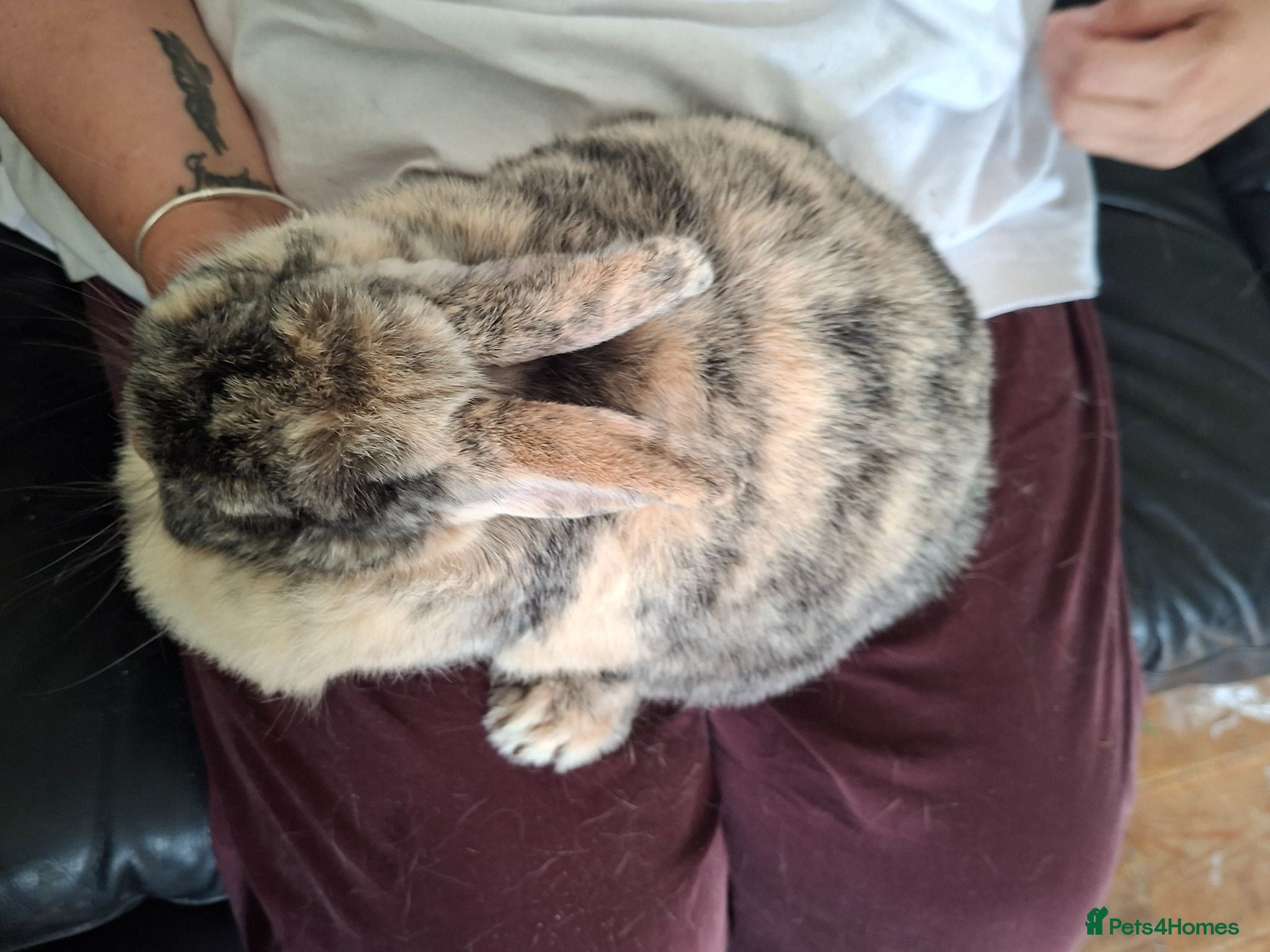 Mixed Breed rabbits Last female - Advert 2