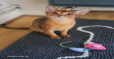 Abyssinian cats - Advert 7