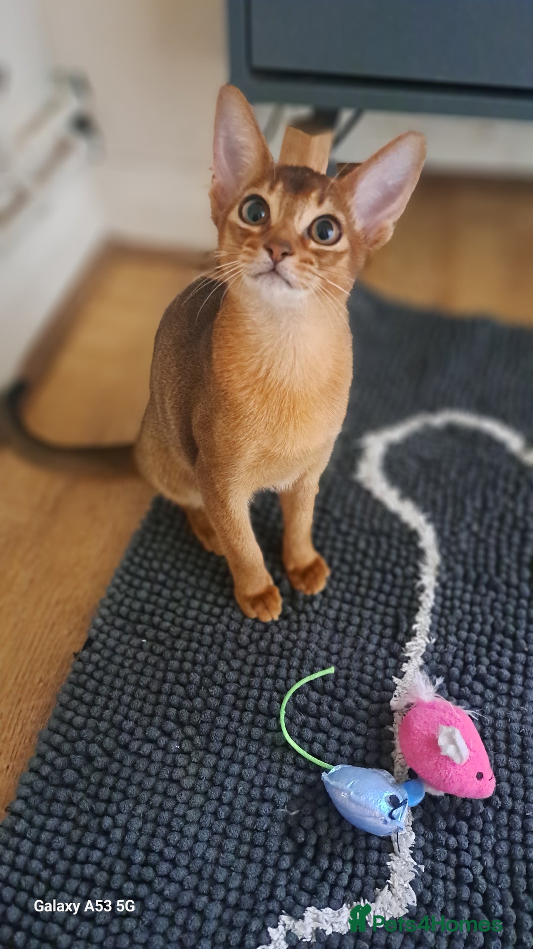 Abyssinian cats for sale: 5✨TICA Beautiful Abyssinian Kittens - Image 5