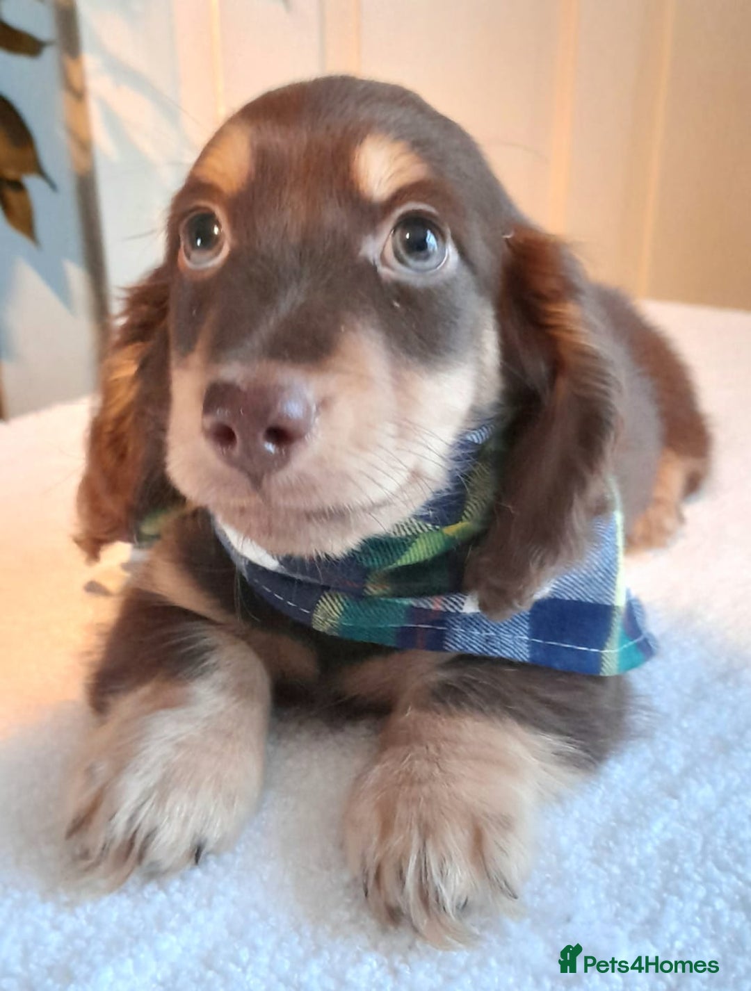 Miniature Dachshund dogs for sale:  Long haired minature daschunds  - Advert 9