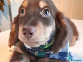 Miniature Dachshund dogs Long haired minature daschunds - Advert 6