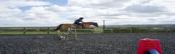 Welsh Section D horses for sale: 14.3/15hh allrounder gelding  in Rowlands Gill - Advert 4
