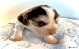 Cocker Spaniel dogs for sale: Fully health tested KC Cocker Spaniel puppies - Image 14