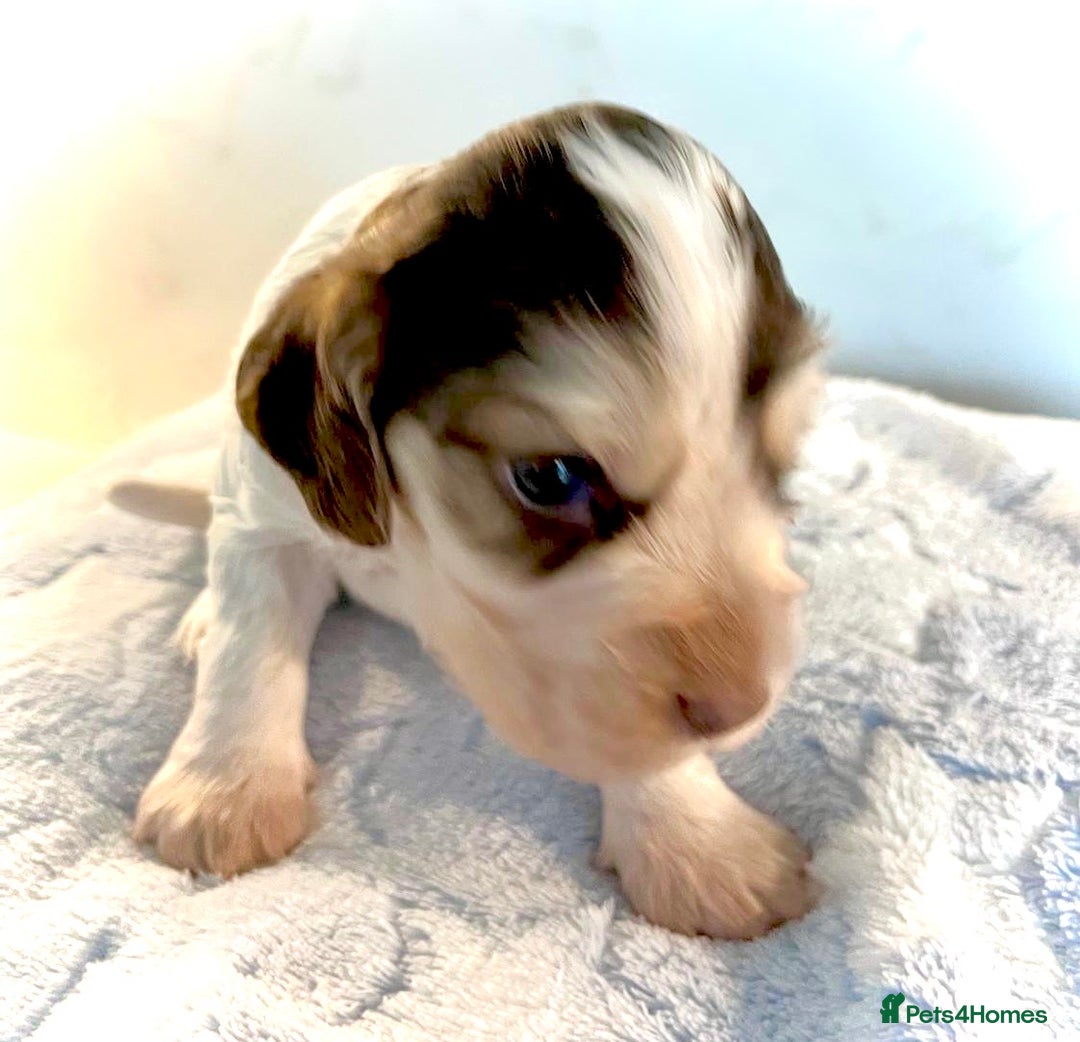 Cocker Spaniel dogs for sale: Fully health tested KC Cocker Spaniel puppies - Image 14