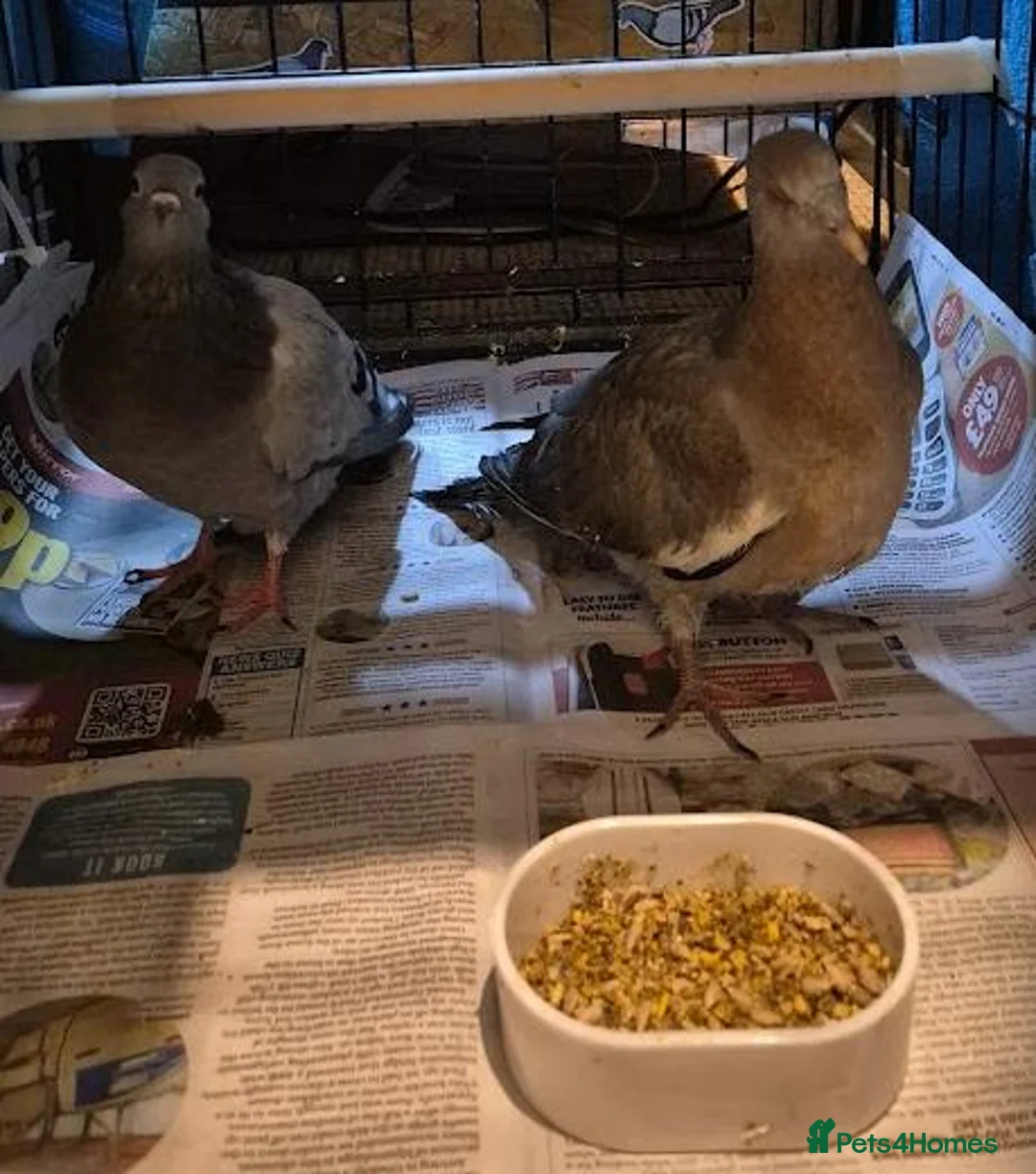 Pigeons birds for sale: Mr & Mrs Sparkles - Advert 1