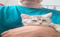 British Shorthair cats for sale: Gorgeous kitten - Image 8