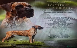 Great Dane dogs for sale: Sire Int Mult Ch Lasa Sta Baluba Del Piccolo Jigo - Image 4