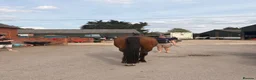 English Thoroughbred horses for sale: Joey – 7-Year-Old Thoroughbred Gelding in Reading - Advert 2