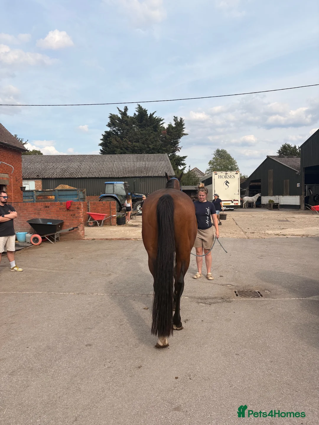 English Thoroughbred horses for sale: Joey – 7-Year-Old Thoroughbred Gelding in Reading - Advert 2
