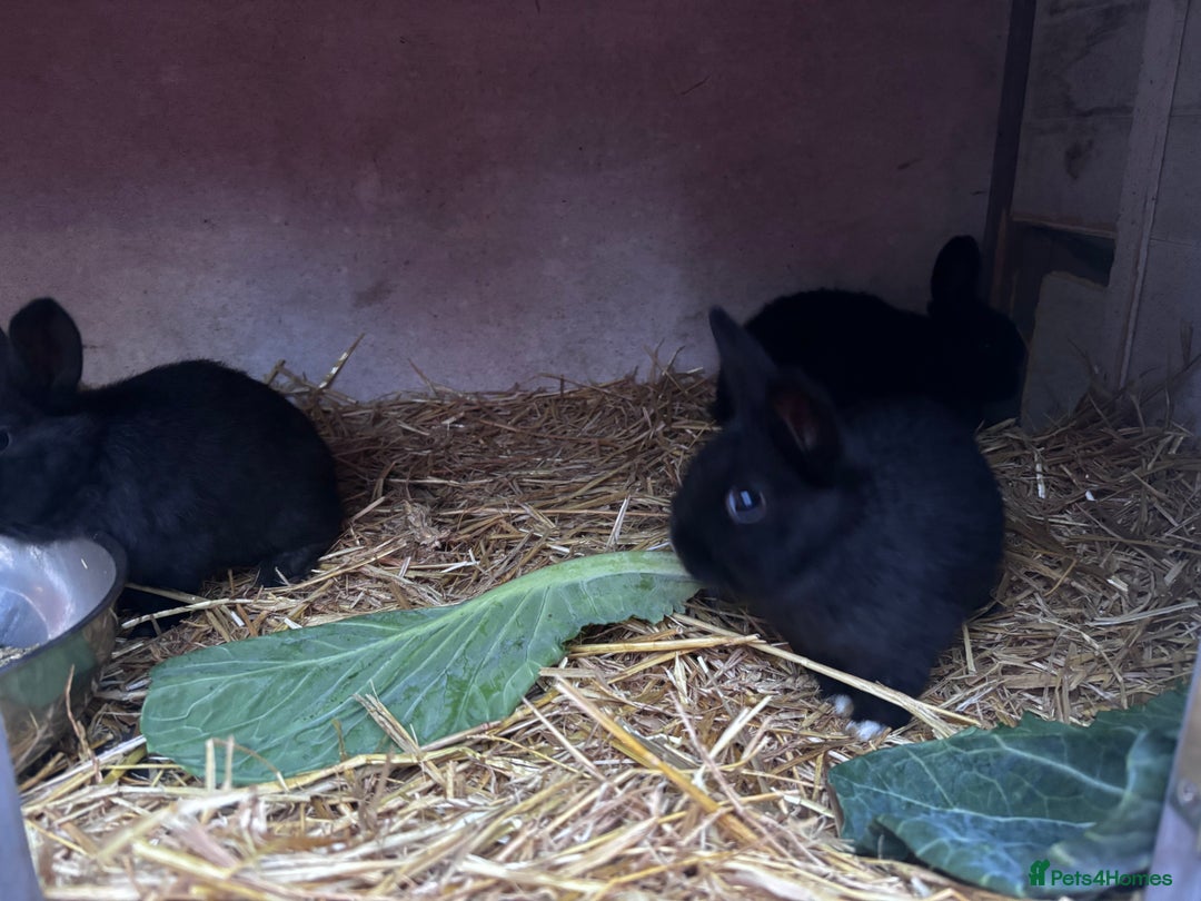 Mini Lion Lop rabbits for sale: READY NOW!! 3 Beautiful Mini Lionhead Lops - Image 3