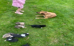 Border Collie dogs for sale: Adorable border collie pups - Image 7