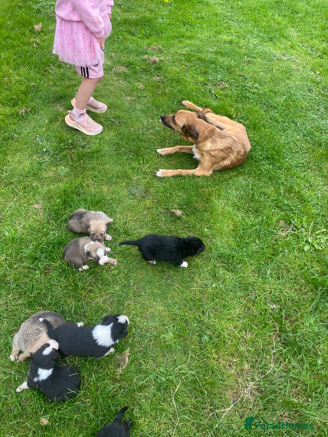 Border Collie dogs for sale: Adorable border collie pups - Image 7