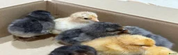 Chickens poultry for sale: Beautiful Orpington Chicks for Sale - Advert 3