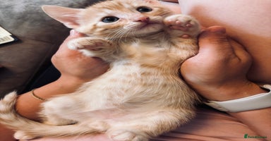 Mixed Breed cats - Advert 2