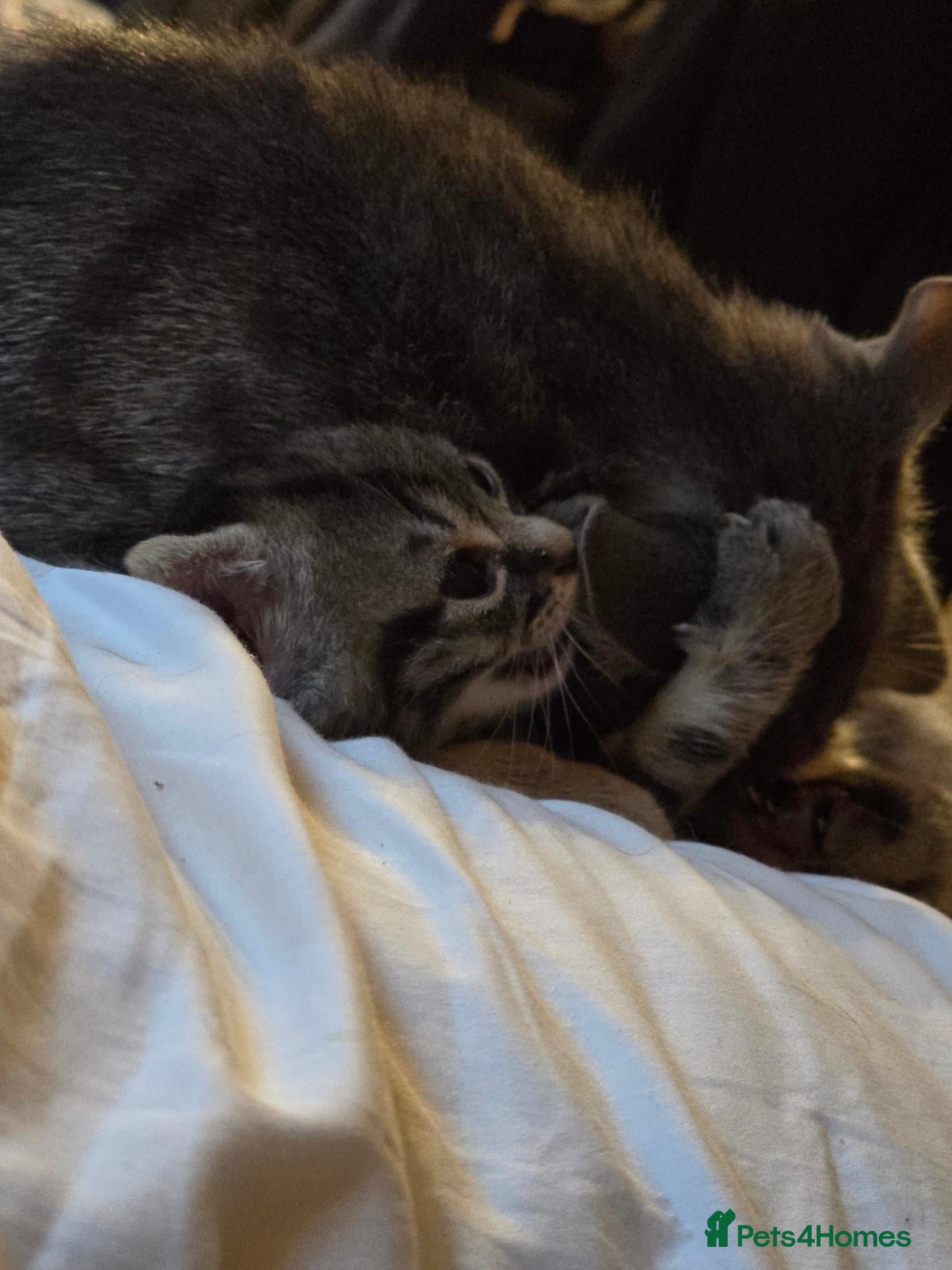 Mixed Breed cats for sale: Beautiful mid to long coat kittens - Advert 1