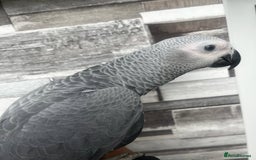 Budgerigars birds for sale: Playful BABY GREY!  - Image 2