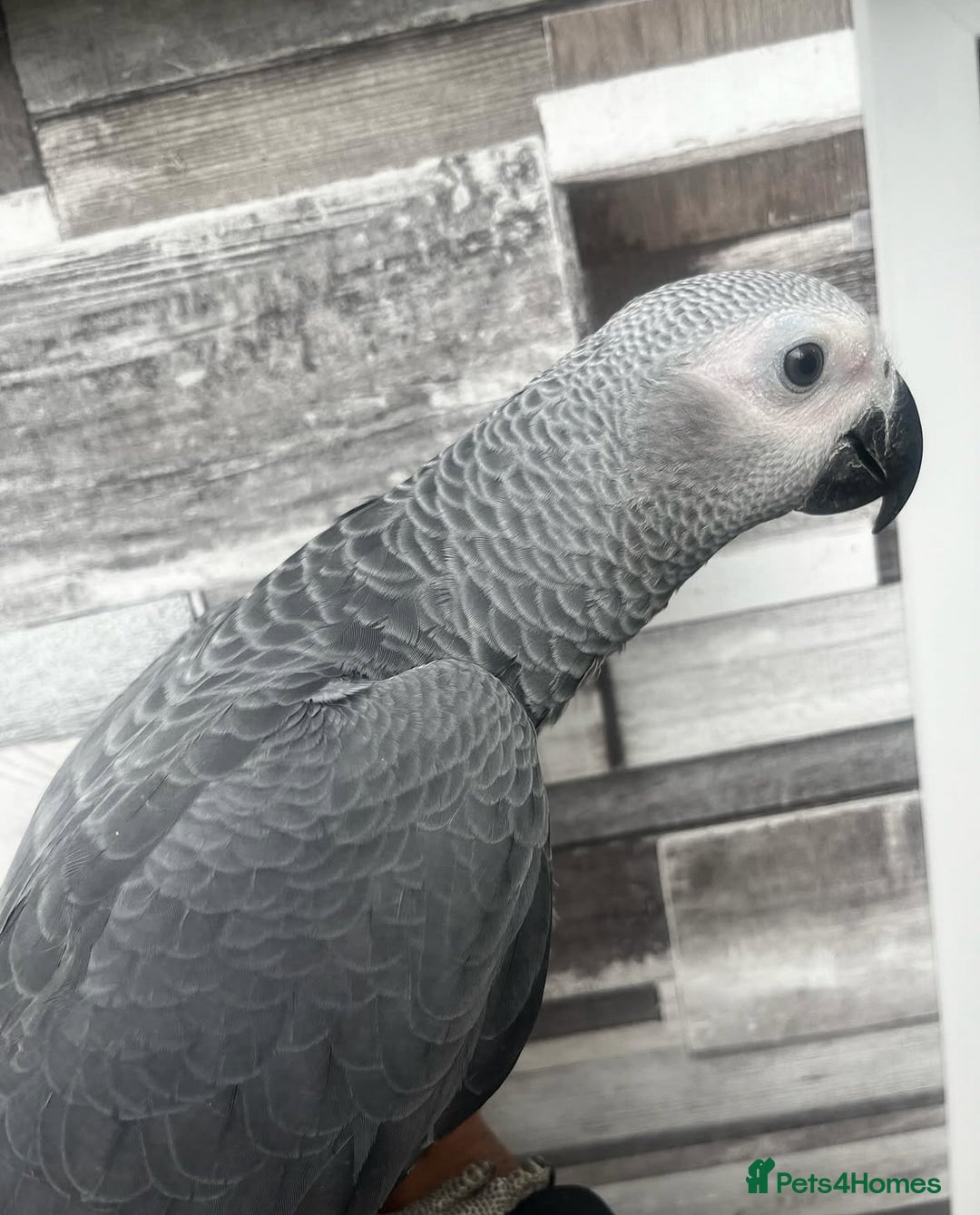 Budgerigars birds for sale: Playful BABY GREY!  - Image 2