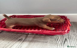 Jack Russell dogs for sale: Miniature Jack Russell’s   - Image 20