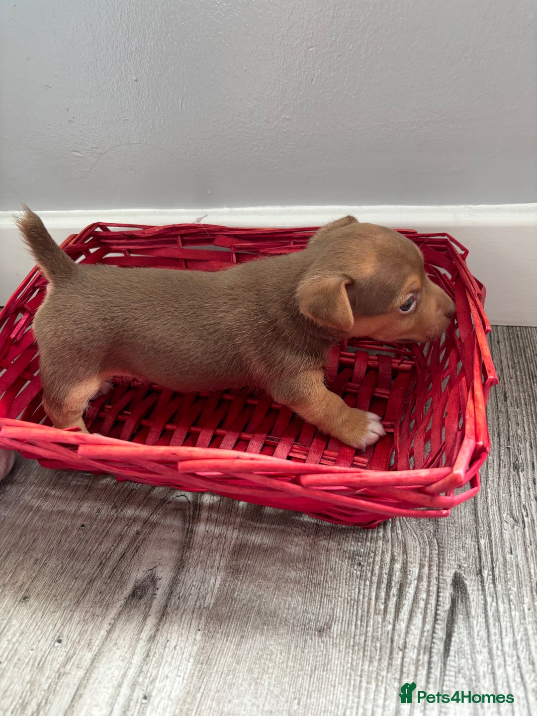 Jack Russell dogs for sale: Miniature Jack Russell’s   - Image 20