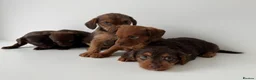 Mixed Breed dogs for sale: 5 Beautiful Chocolate brown & Tan Puppies  in Egham - Advert 11