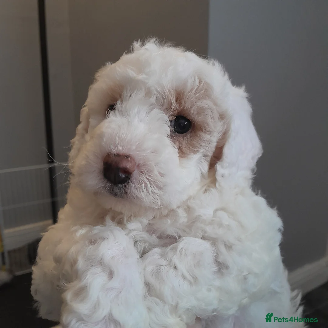 Cavapoo dogs for sale: Cavapoo - Advert 4