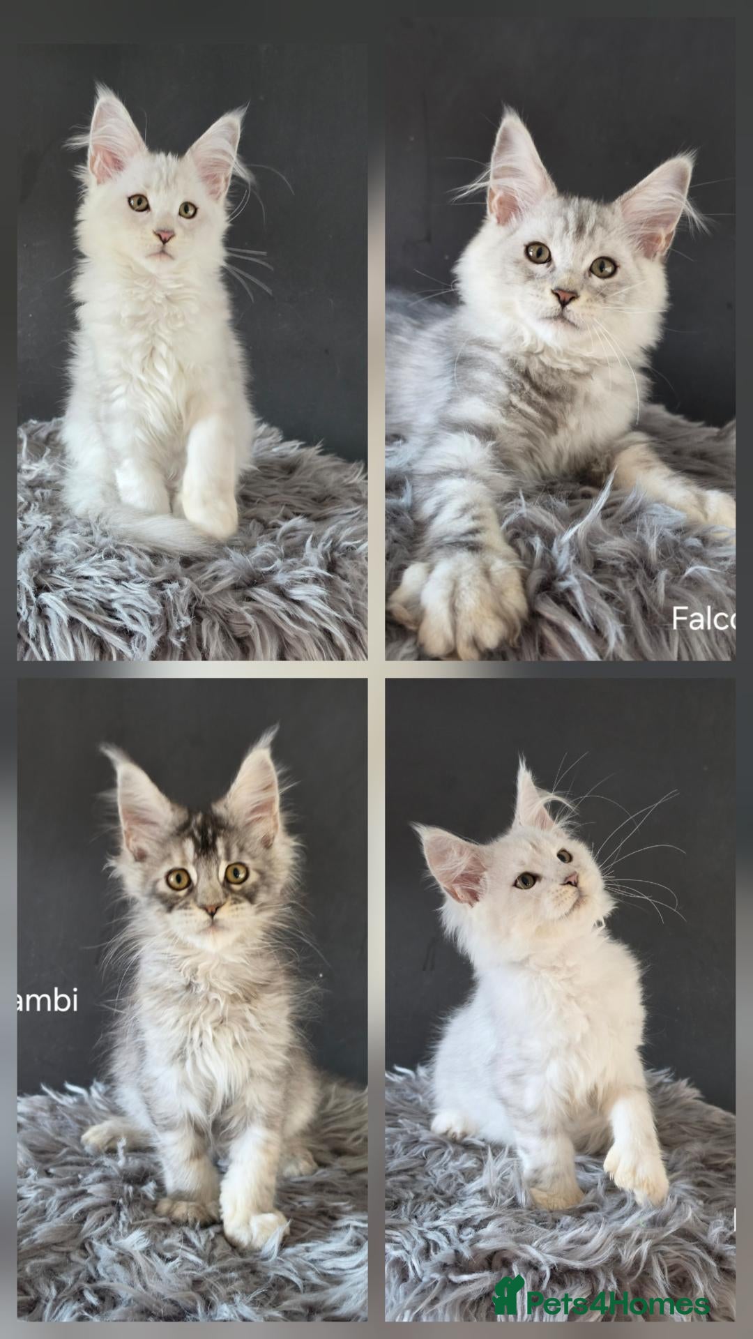 Maine Coon cats Polydactyls and no poly babies  - Advert 1