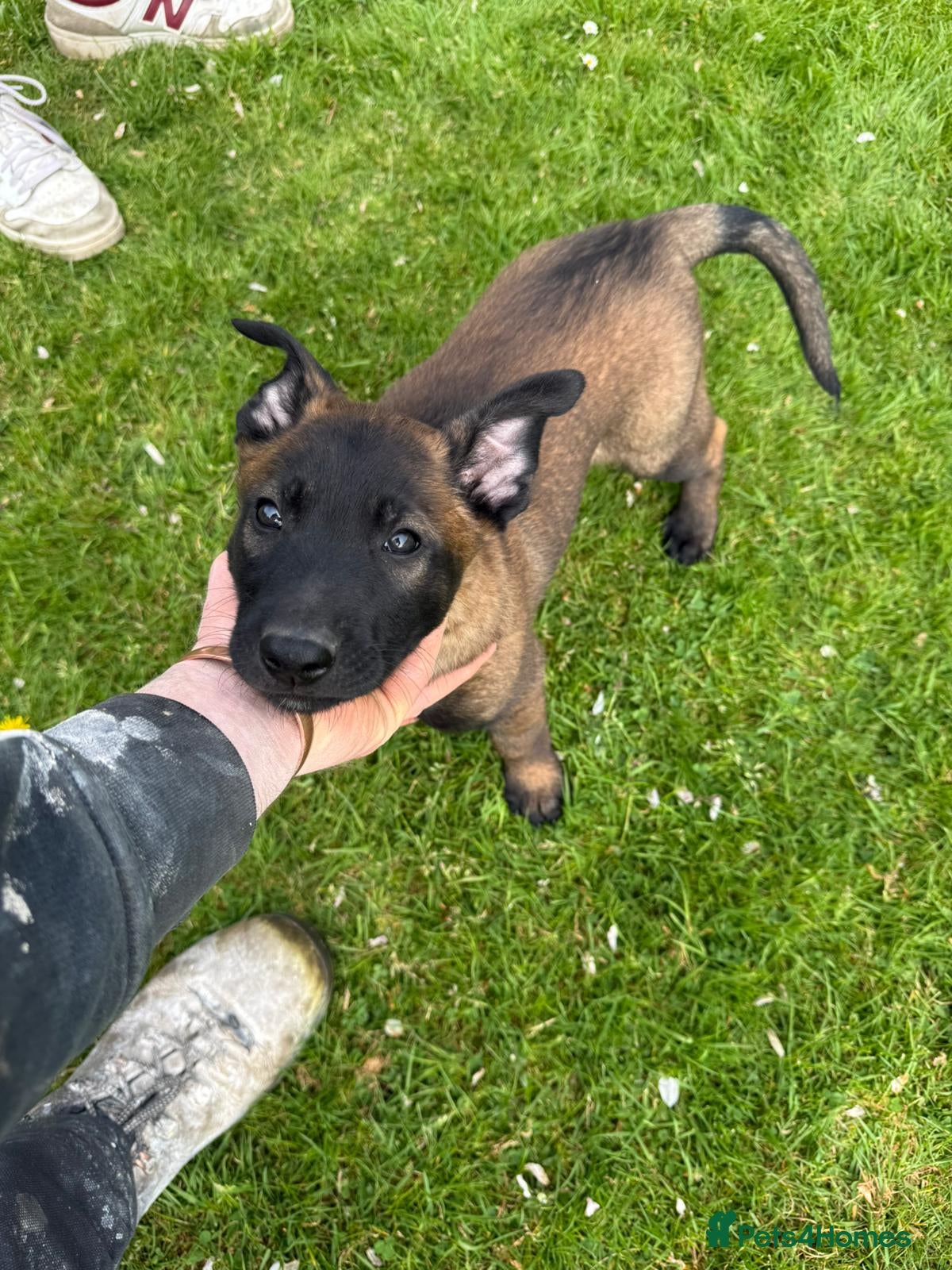 Belgian Shepherd Dog dogs Belgian Malinois knpv x ring sport fci ikc reg - Advert 2