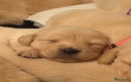 Goldador dogs for sale: Goldador puppies ❤️ - Advert 7