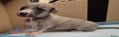 Whippet 6