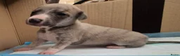 Whippet dogs for sale: Beautiful Whippet puppy's for sale - Advert 16