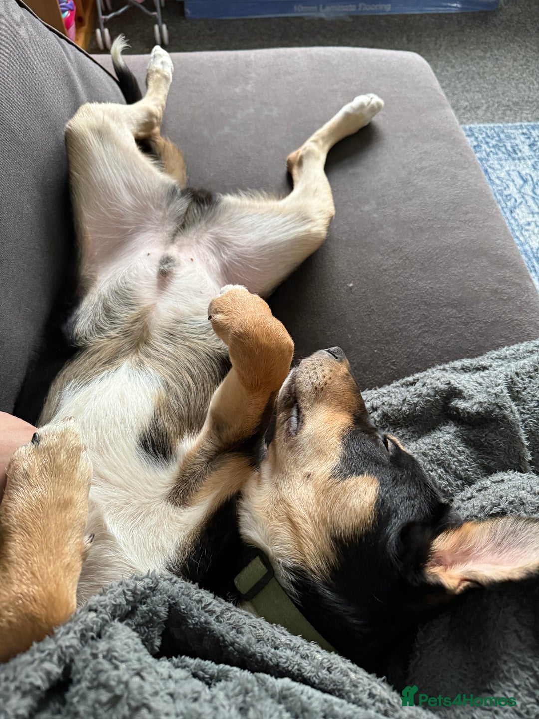 Mixed Breed dogs for sale: Our beautiful boy Koda💙 - Advert 18