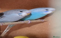 Budgerigars birds for sale: Gorgeous baby budgies - Image 4
