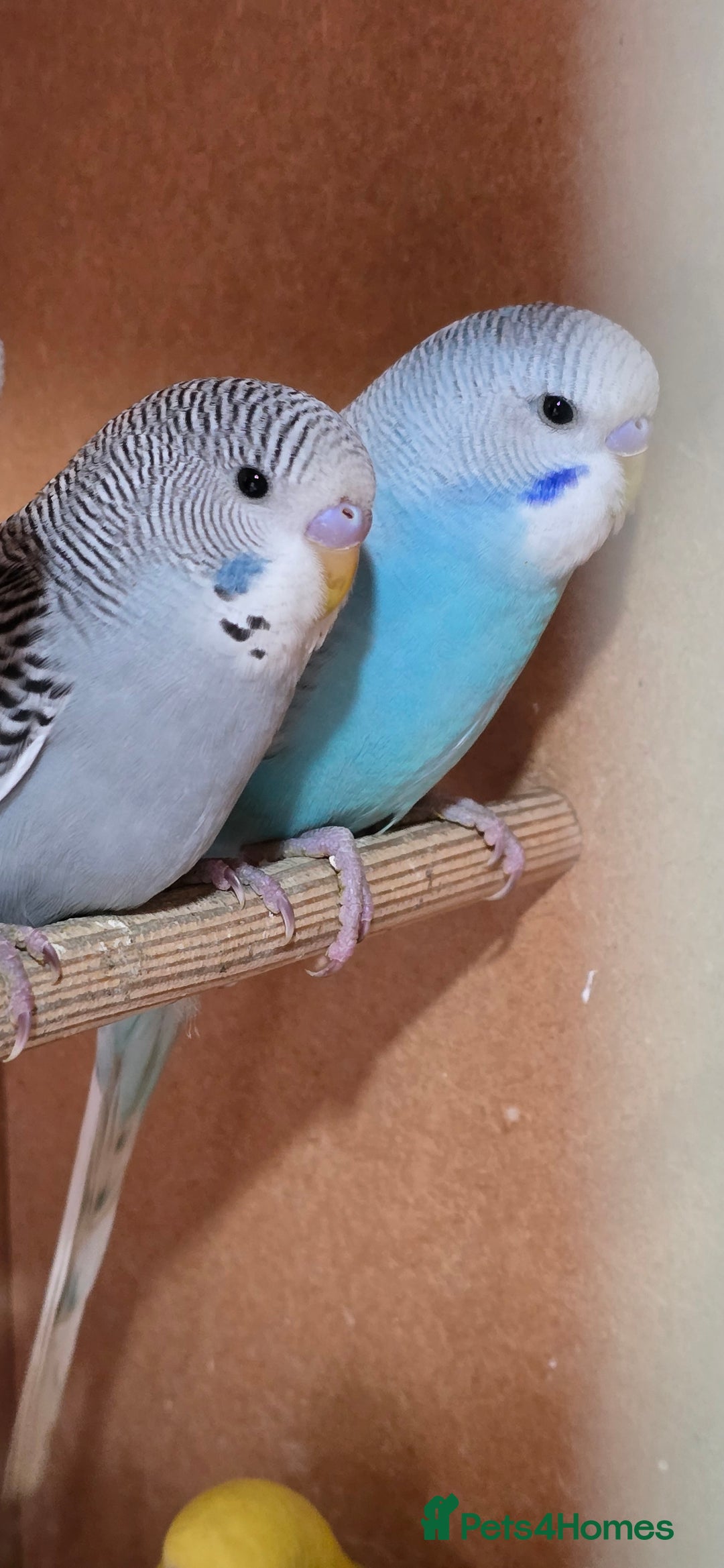 Budgerigars birds for sale: Gorgeous baby budgies - Image 4
