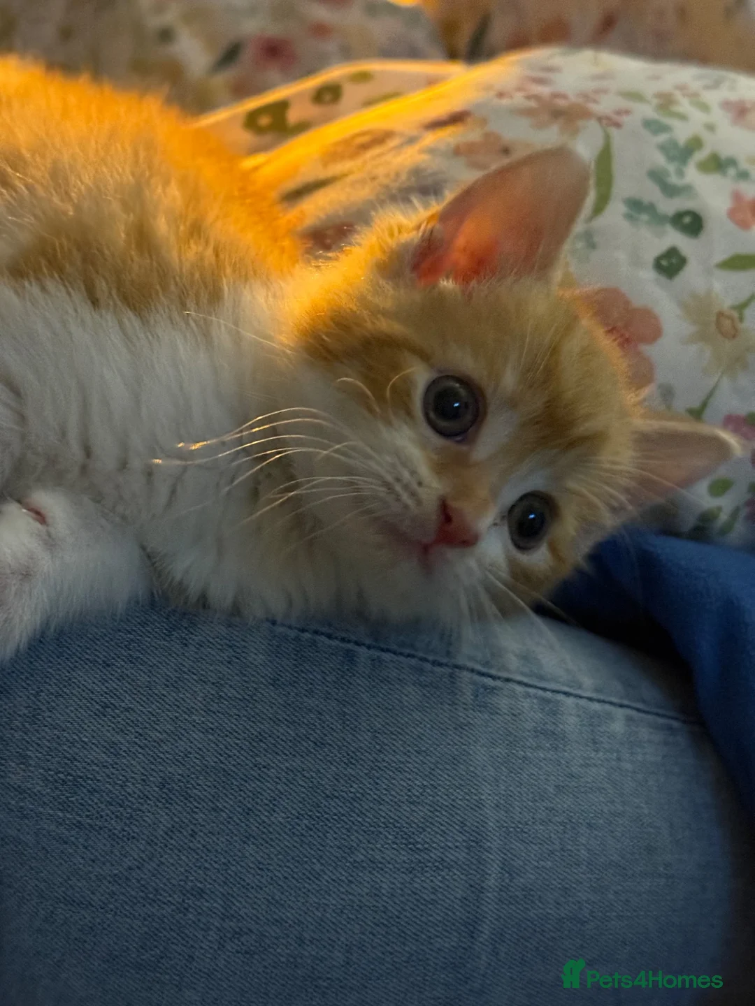 British Shorthair cats for sale: Luffy - Advert 6