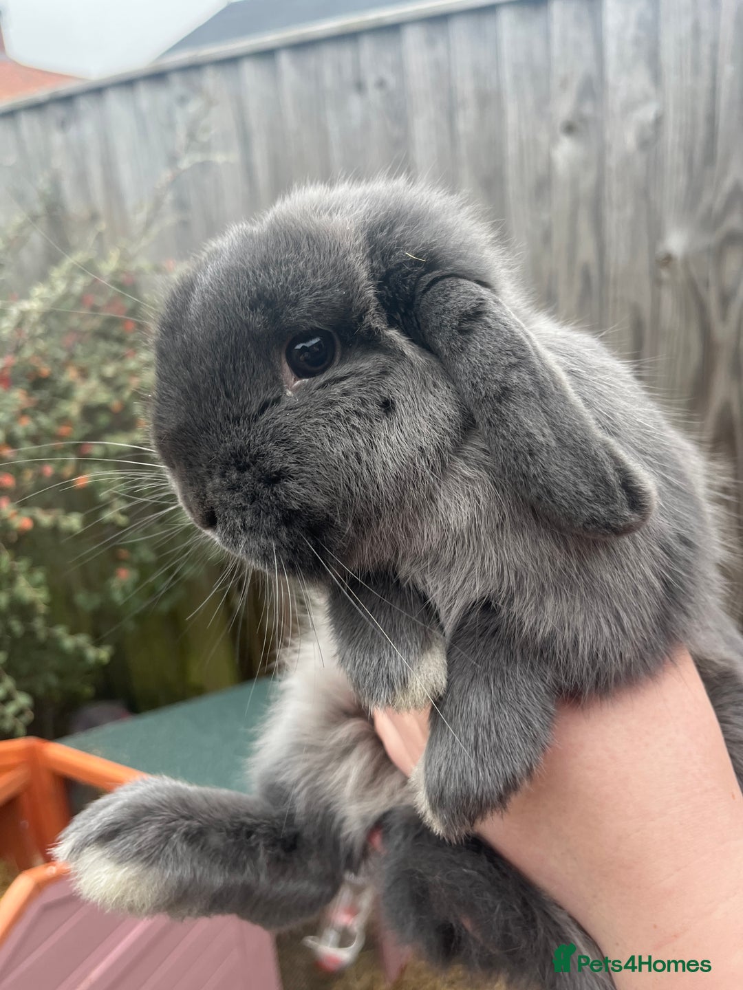 Mini Lop rabbits for sale: mini lop for sale  - Advert 5