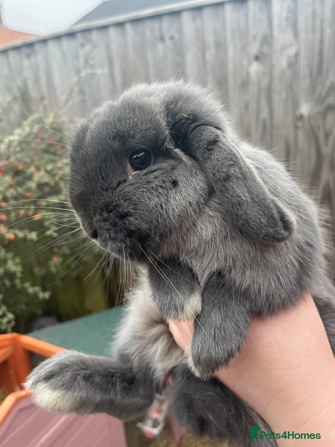 Mini Lop rabbits for sale: mini lop for sale  - Advert 5