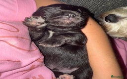 Mixed Breed dogs for sale: Froodle pups  - Image 7
