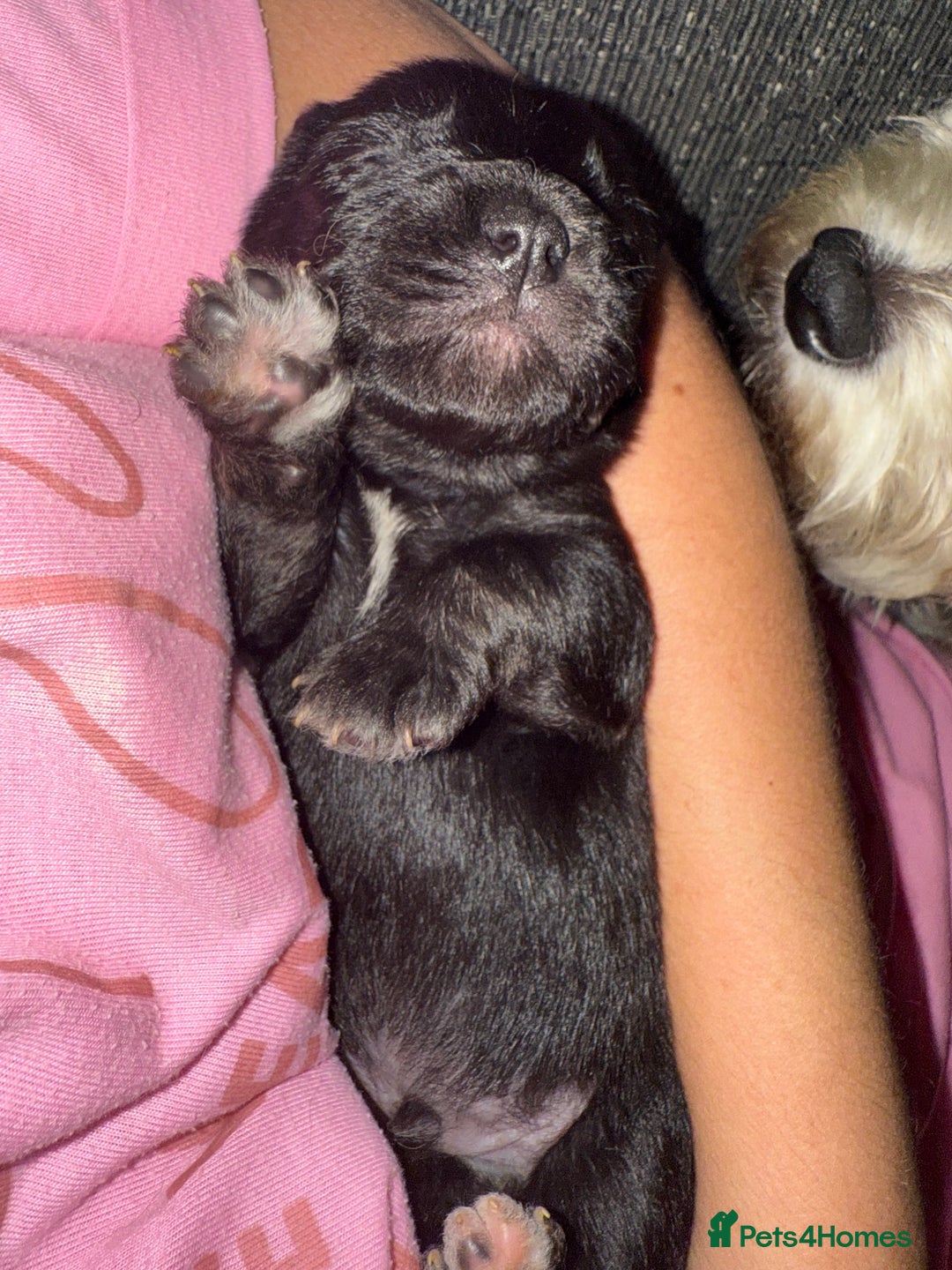 Mixed Breed dogs for sale: Froodle pups  - Image 7