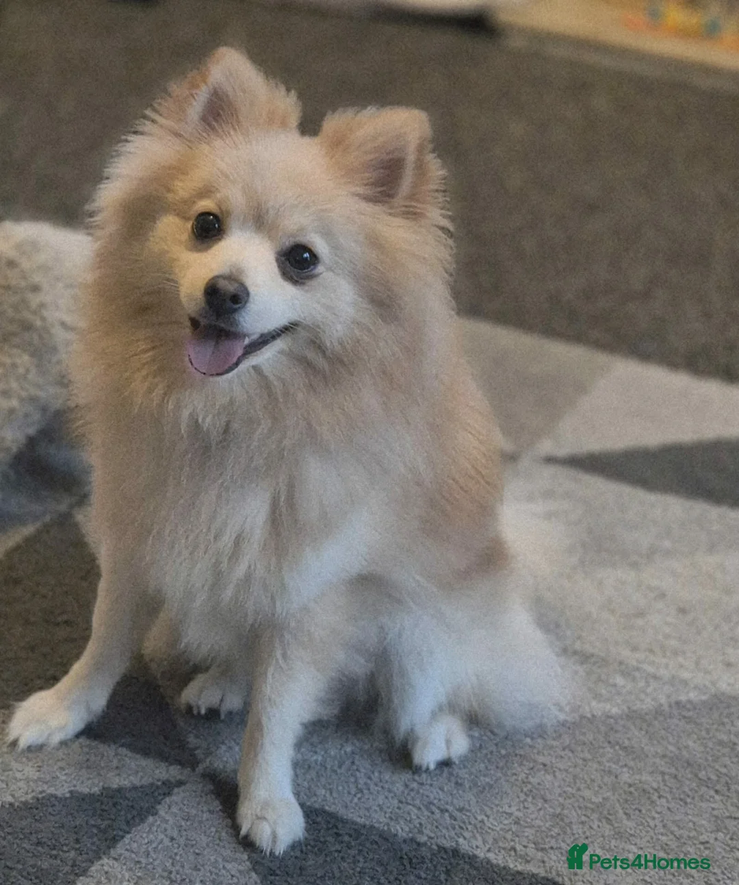 Pomeranian dogs for sale: 1 year old pomeranian  - Advert 3
