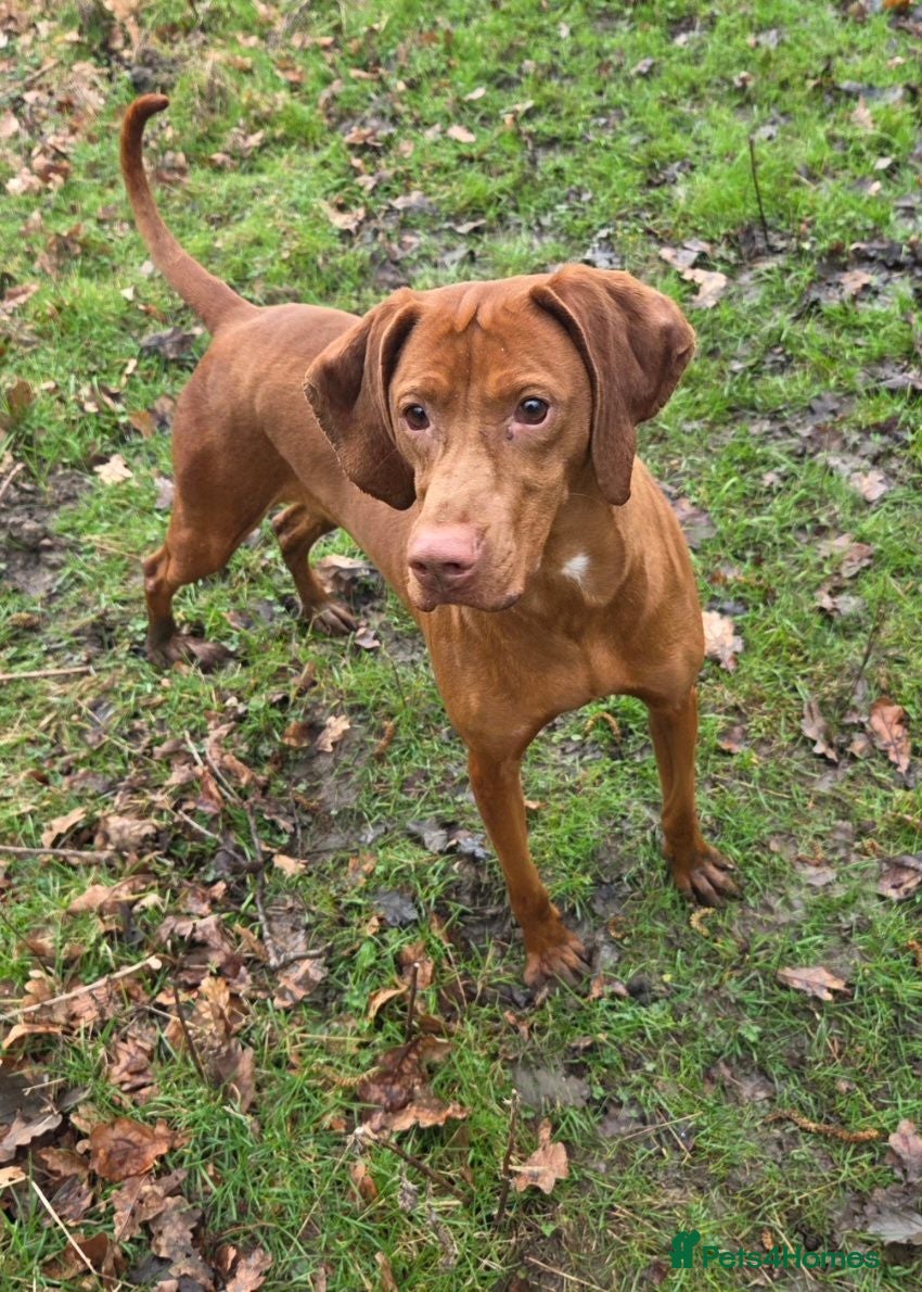 Hungarian Vizsla dogs 4 Year Old Hungarian Vizsla Bitch - Advert 6
