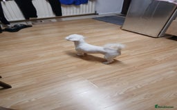 Bichon Frise dogs for sale: Rossie - Advert 2