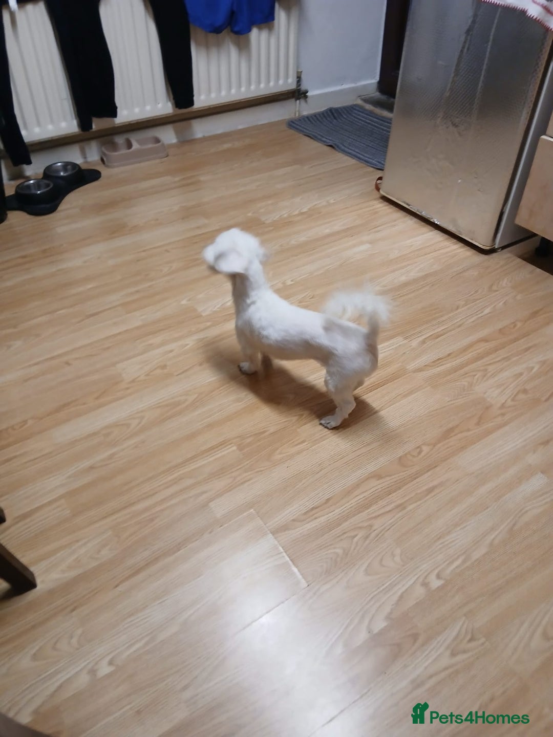 Bichon Frise dogs for sale: Rossie - Advert 2
