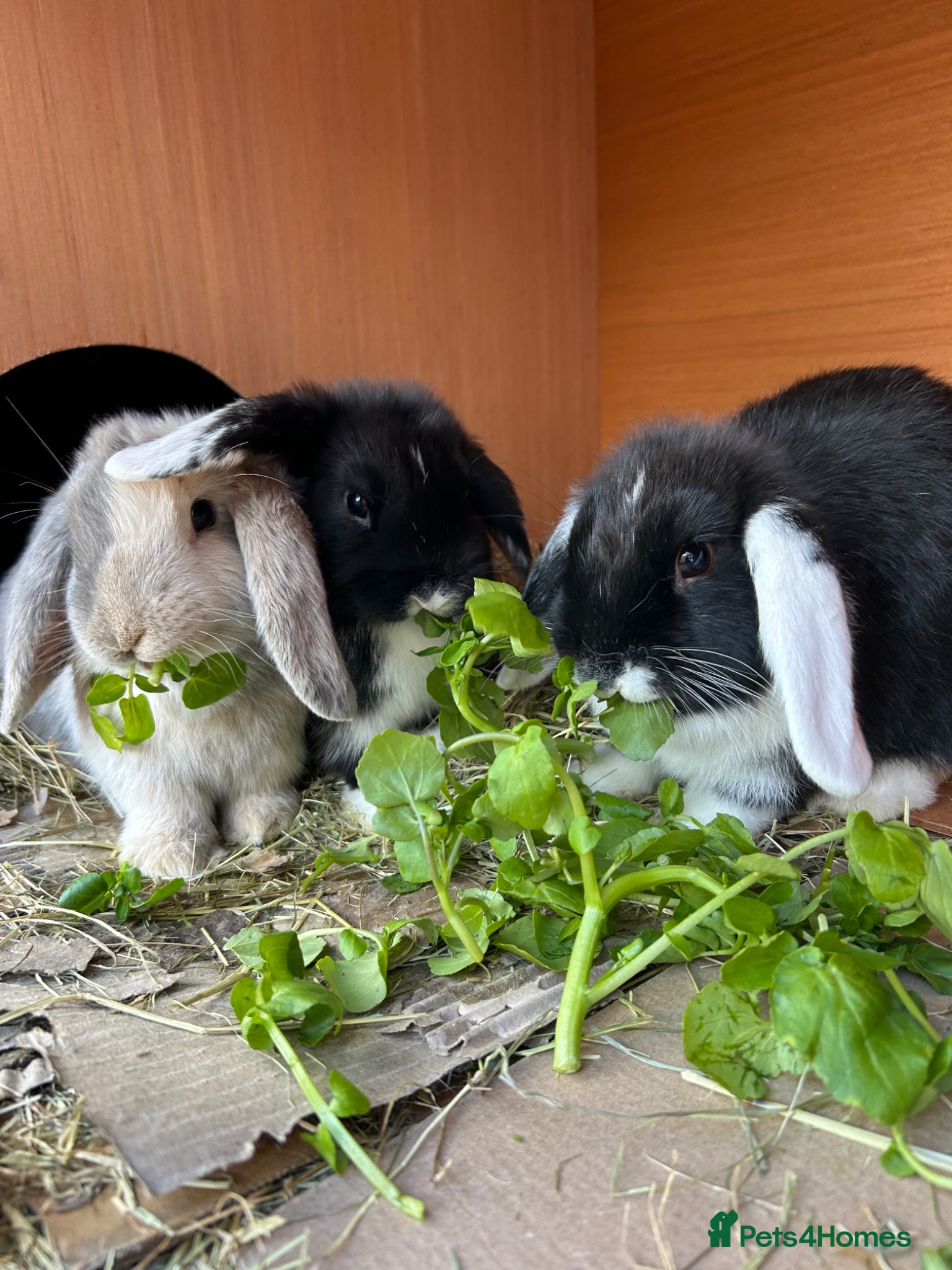 English Lop rabbits 9 week old lop bunnies  - Advert 8
