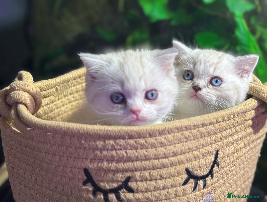 Scottish Fold cats for sale: TICA Full Pedigree kitten available  - Image 11