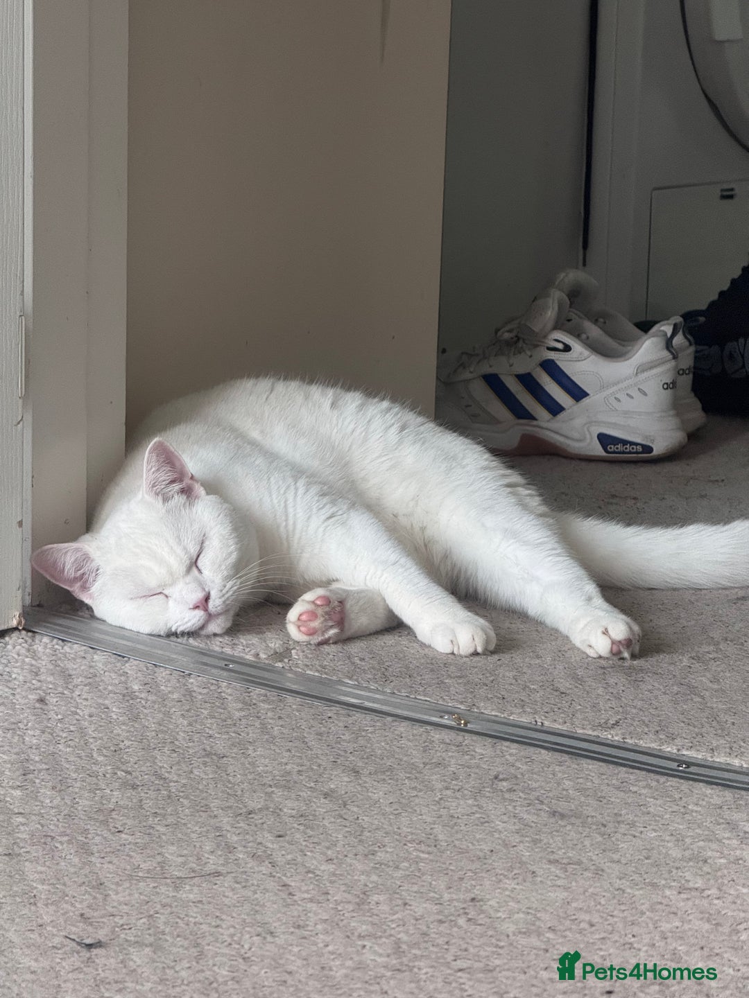 British Shorthair cats for sale: British shorthair boy - Image 3