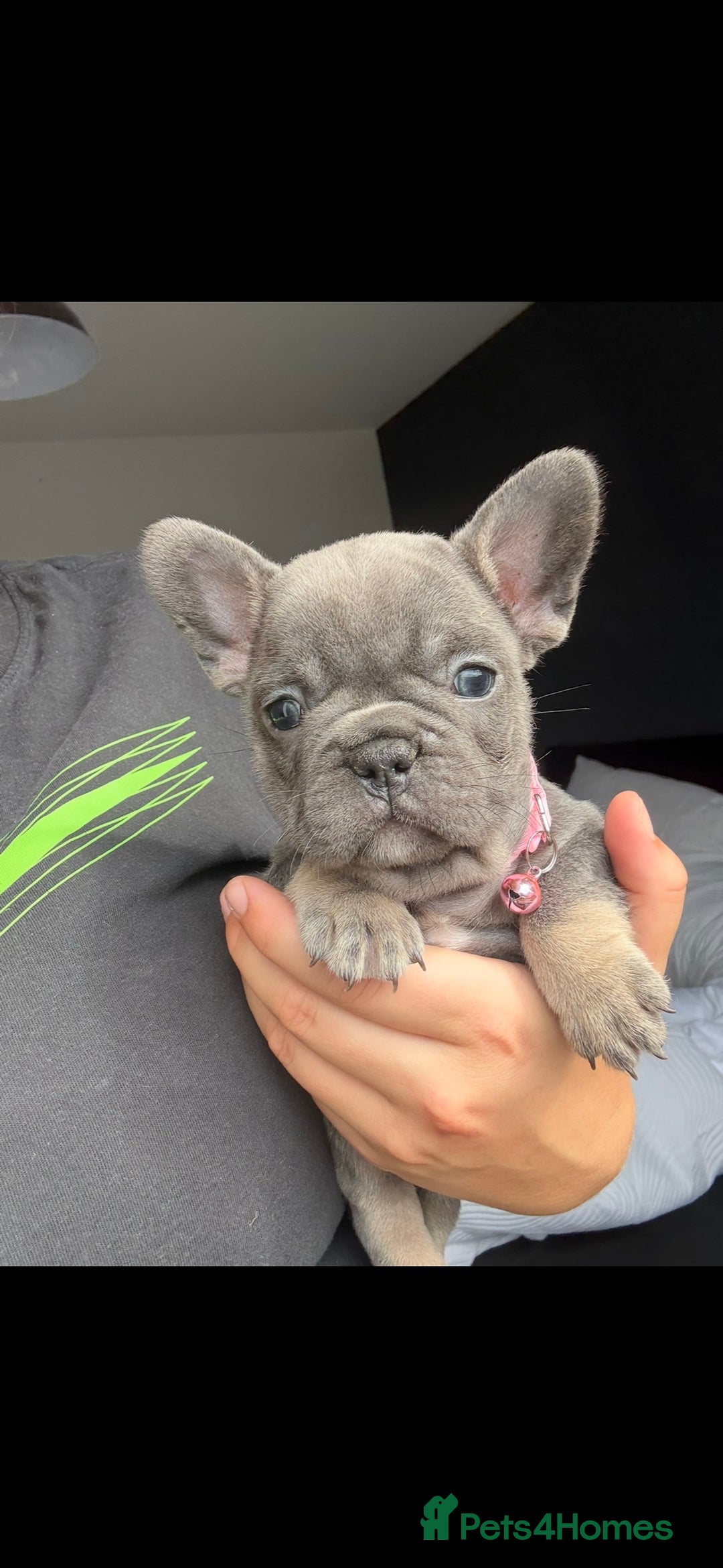 French Bulldog dogs for sale: French bulldog puppies - Image 4